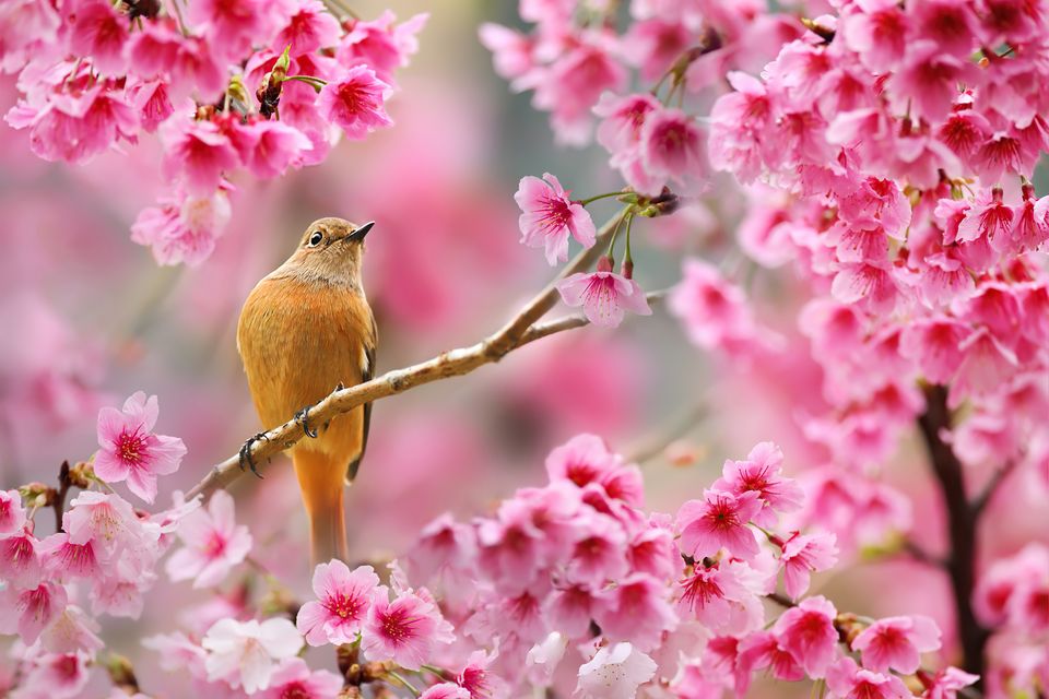 樱花树上的鸟 关于春天的桌面壁纸 粉色 4K-PixStock 源像素