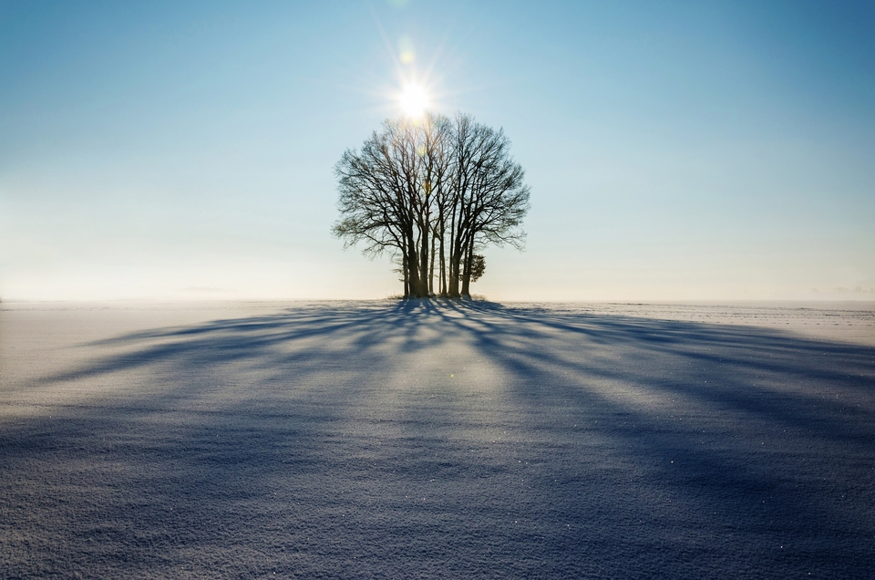 阳光下的树林 冬天 雪 树 太阳 高清风景桌面壁纸 4k-PixStock 源像素