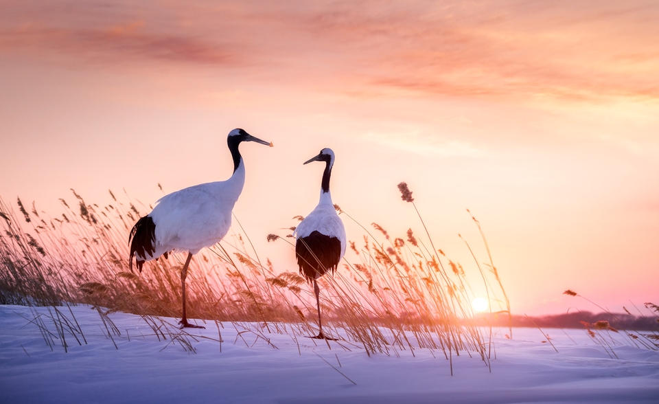 两只丹顶鹤在金色的夕阳下 雪地 逆光 芦苇 高清壁纸 6K-PixStock 源像素