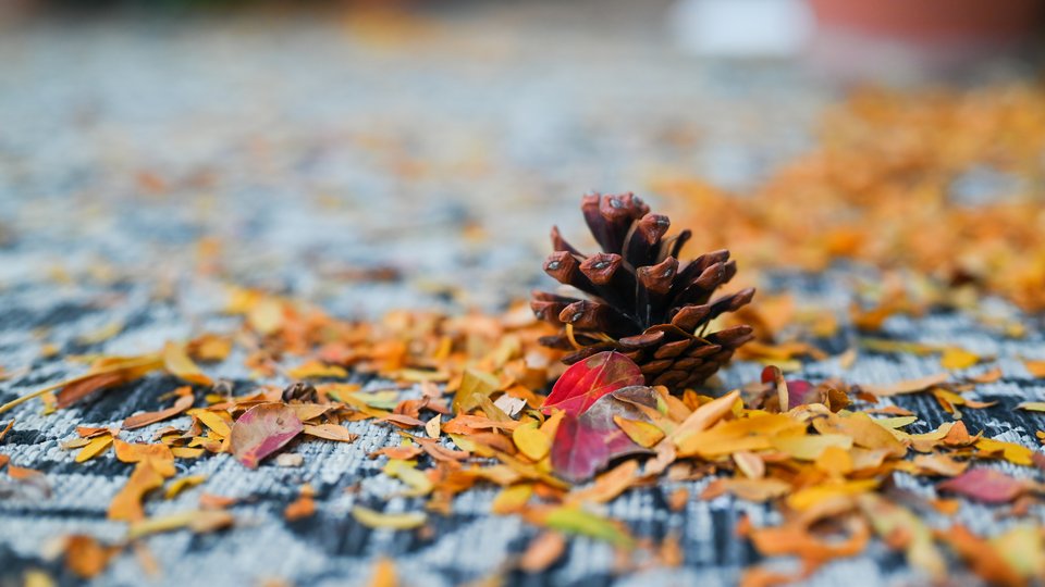 秋天地上的松果 红叶 高清唯美风景 桌面壁纸 4K-PixStock 源像素