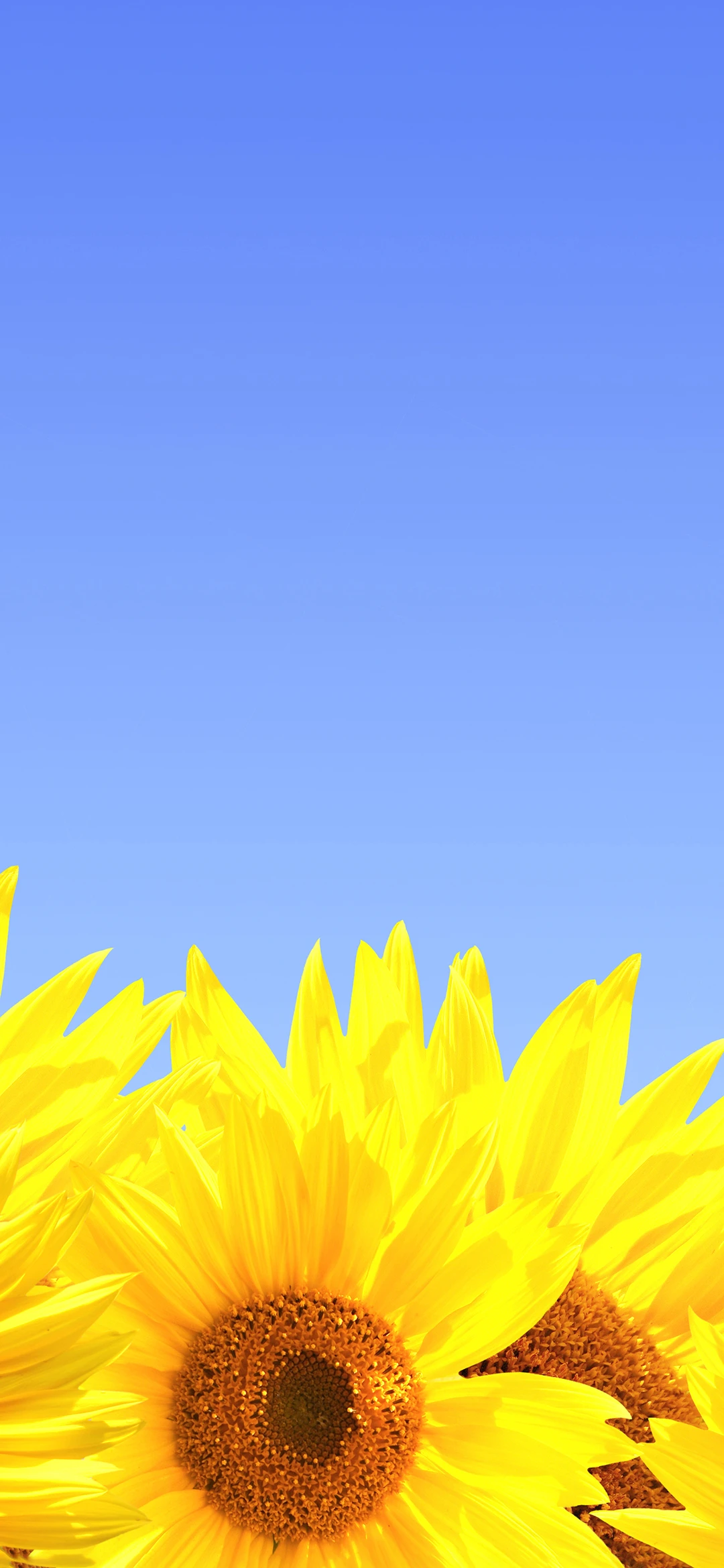 美好向日葵 自愈系创意竖屏手机壁纸 1080×1920-PixStock 源像素
