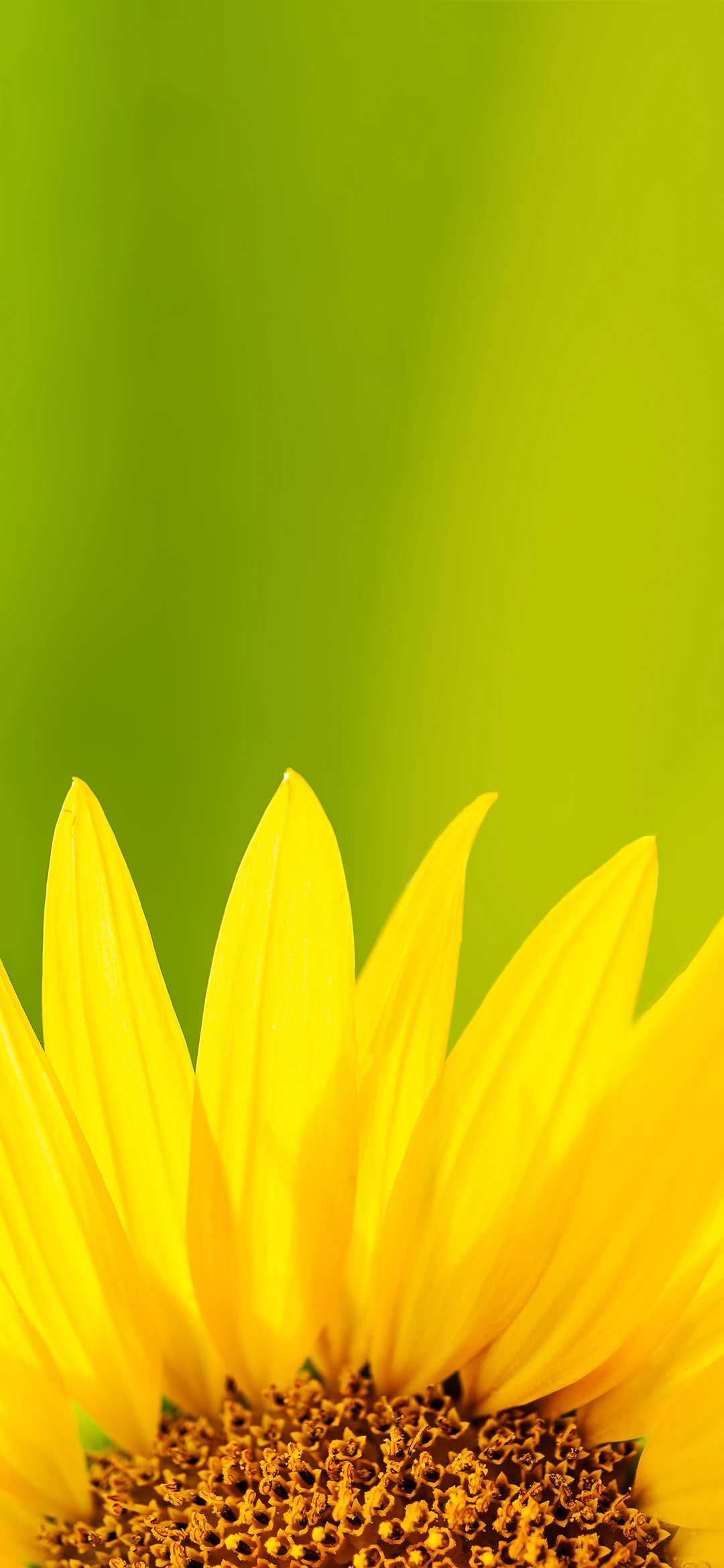 美好向日葵 自愈系创意竖屏手机壁纸 1080×1920-PixStock 源像素