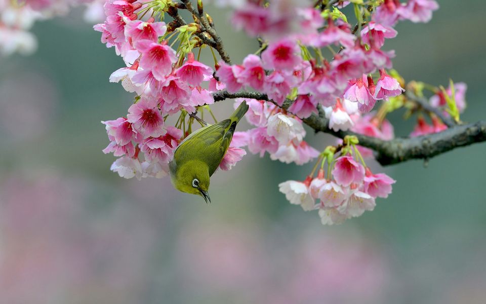 樱花树 枝头的小鸟 养眼高清电脑桌面壁纸 2K-PixStock 源像素