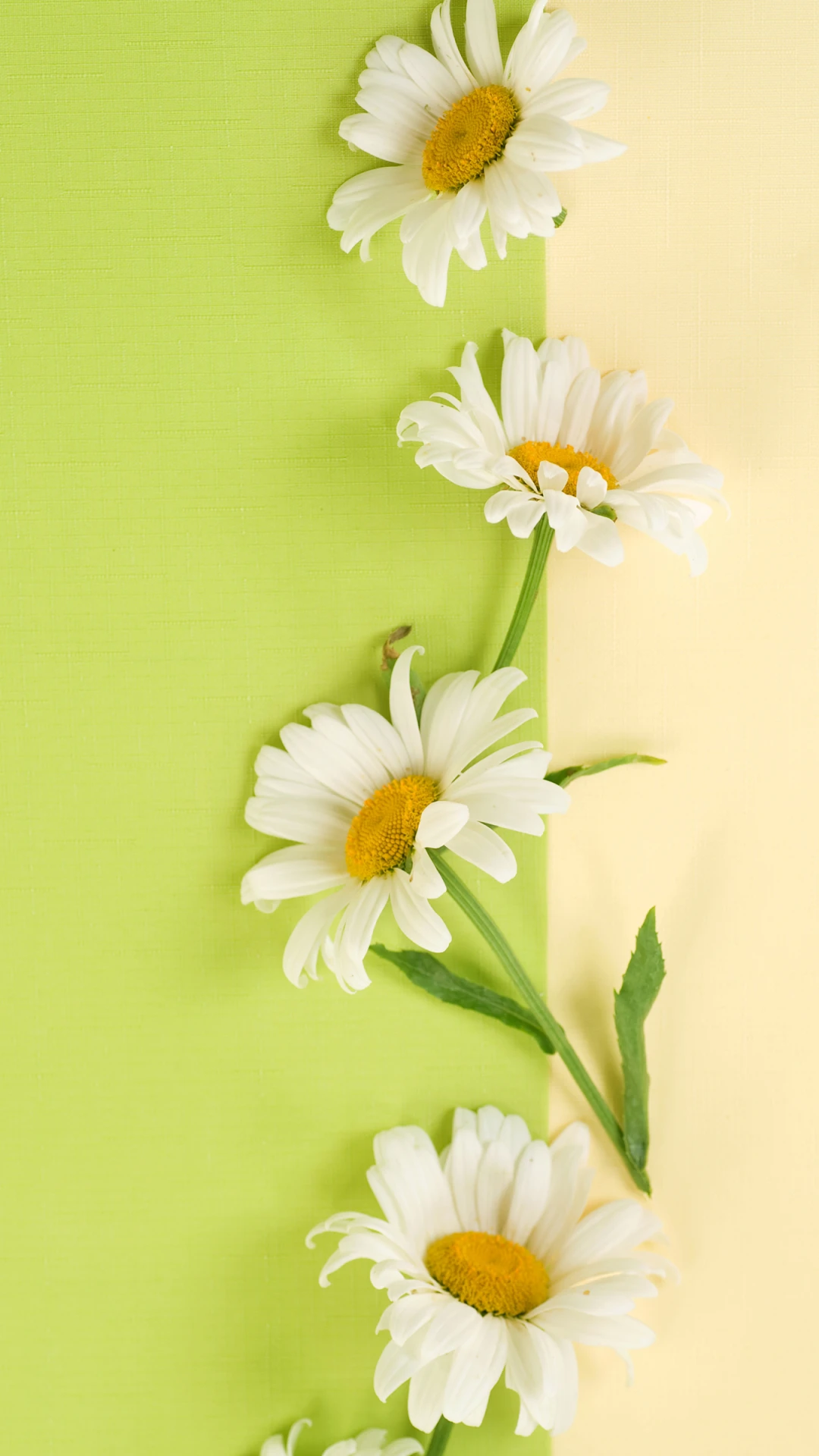 美丽的花朵 iphone苹果手机竖屏 高清桌面壁纸-PixStock 源像素