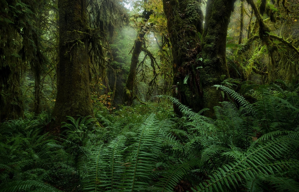 绿色养眼 原始森林 丛林 自然风景壁纸-PixStock 源像素