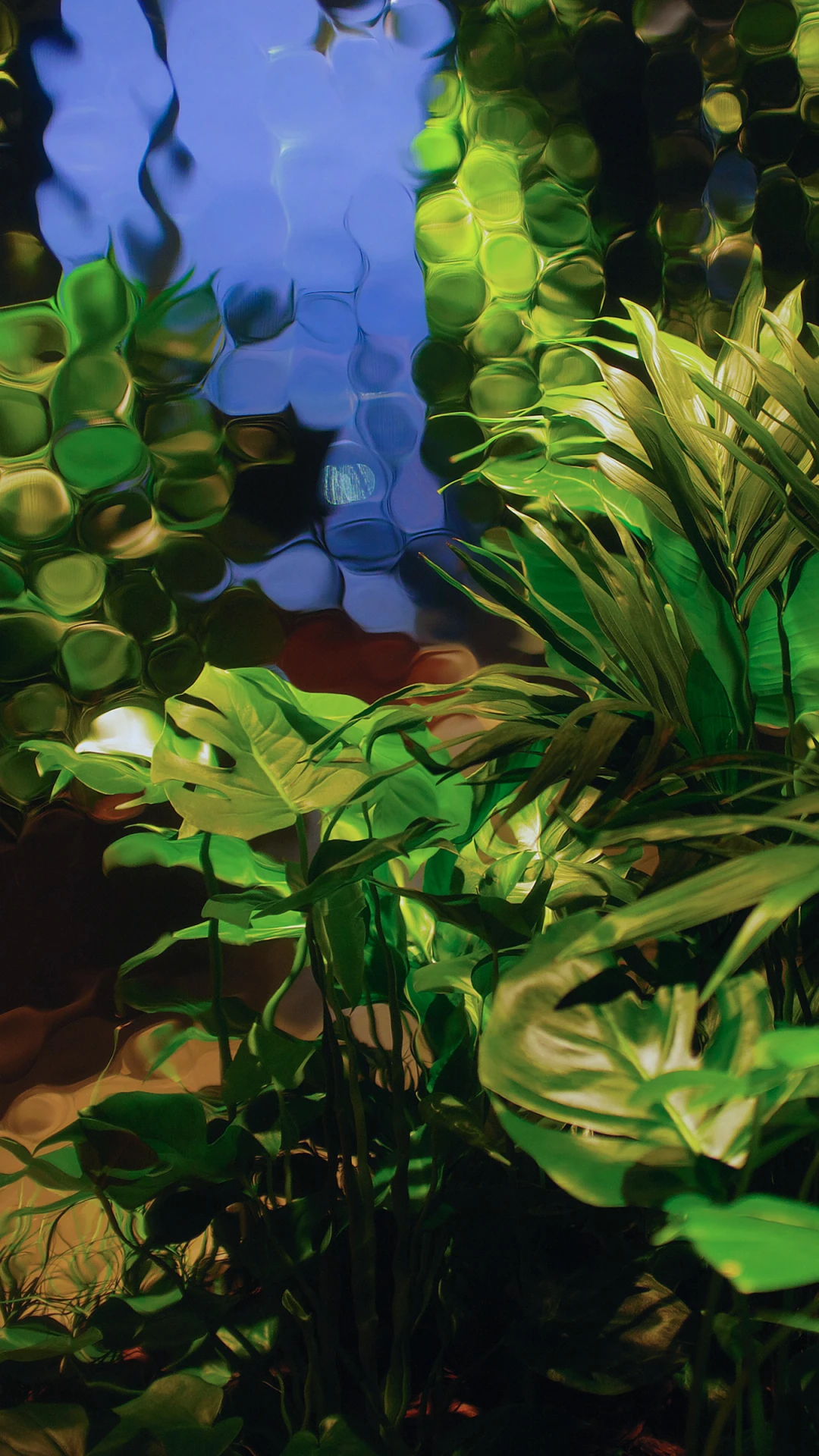 植物肖像 静物特写 质感 竖屏手机背景壁纸-PixStock 源像素