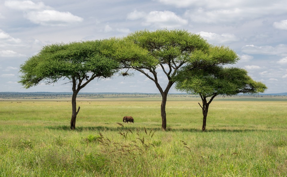 非洲草原上的大象 树 电脑桌面自然风景壁纸-PixStock 源像素