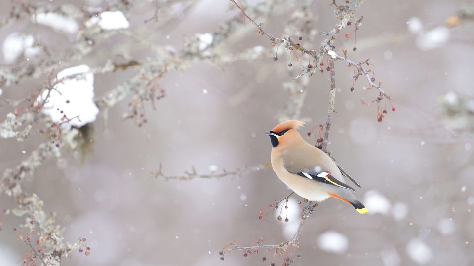 冬天树梢上的小鸟 动物壁纸 4k-PixStock 源像素