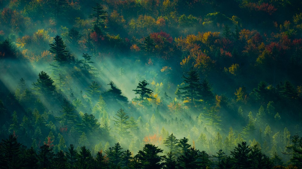 阳光树林森林自然 清晨的森林 养眼 风景壁纸 4k-PixStock 源像素
