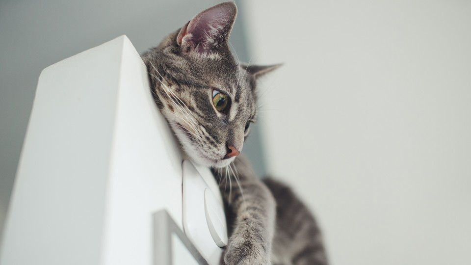 慵懒 灰色可爱小猫 猫咪 高清桌面大图壁纸 4K-PixStock 源像素